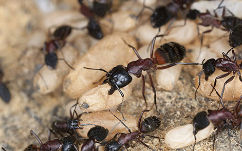 Carpenter Ants Exterminator Albany Pest Control East Greenbush Schenectady How To Get Rid Of Ants Troy Colonie