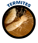 Termites Exterminator Albany Pest Control East Greenbush Troy How To Get Rid Of