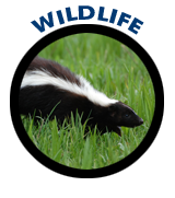 Wildlife Rodents Pest Control Management Albany NY Raccoons Moles Mice Skunks Voles