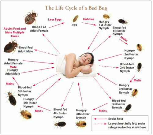 Albany NY Bed Bug Control Life Cycle